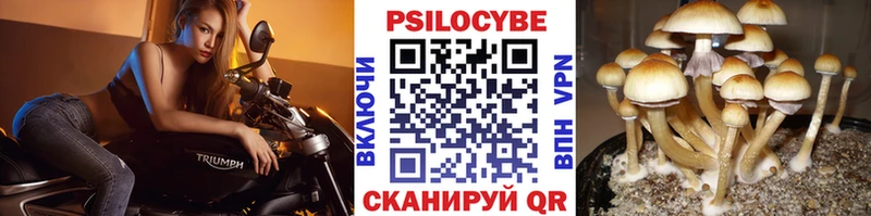 где купить   Алагир  Галлюциногенные грибы Magic Shrooms 